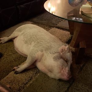 Meet your Posher, Gordon